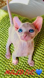 Cuccioli sphynx disponibili