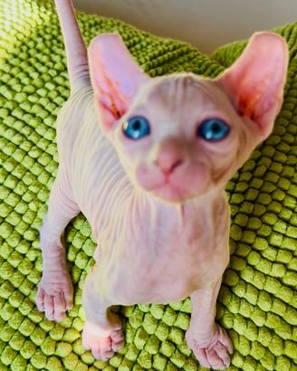 Cuccioli sphynx disponibili