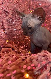 Sphynx n