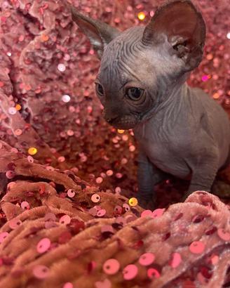 Sphynx n