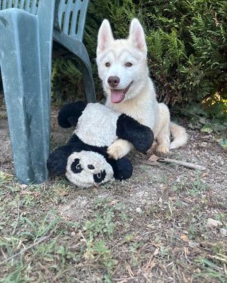 cuccioli di Siberian husky con pedigree 