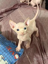 Sphynx