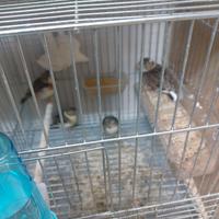 Incardellati novelli