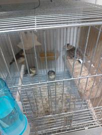 Incardellati novelli