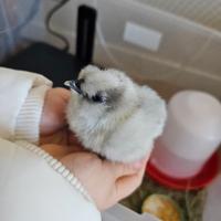 Pulcini moroseta splash (nati 28/12/2025)