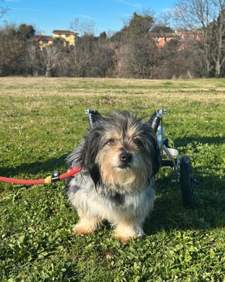 SIC un cagnolino speciale da adottare