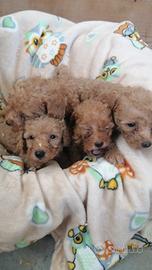 Cuccioli di Barboncino 