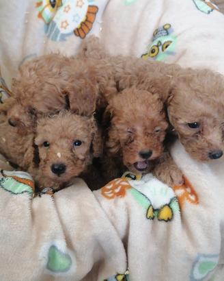 Cuccioli di Barboncino 