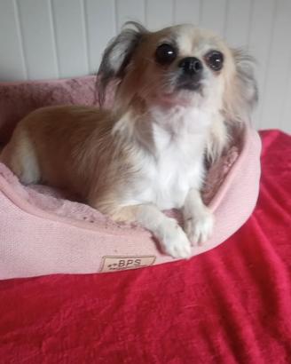 Chihuahua
