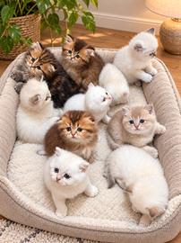 Cuccioli di British , Scottish , Hingland.