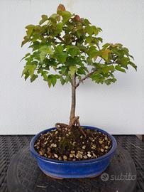 Bonsai 