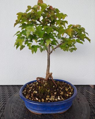 Bonsai 