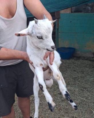 Caprette tibetane