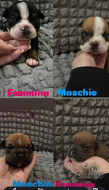 Super bully esotic con pedigree