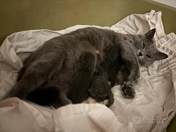 Gattini scottish straight