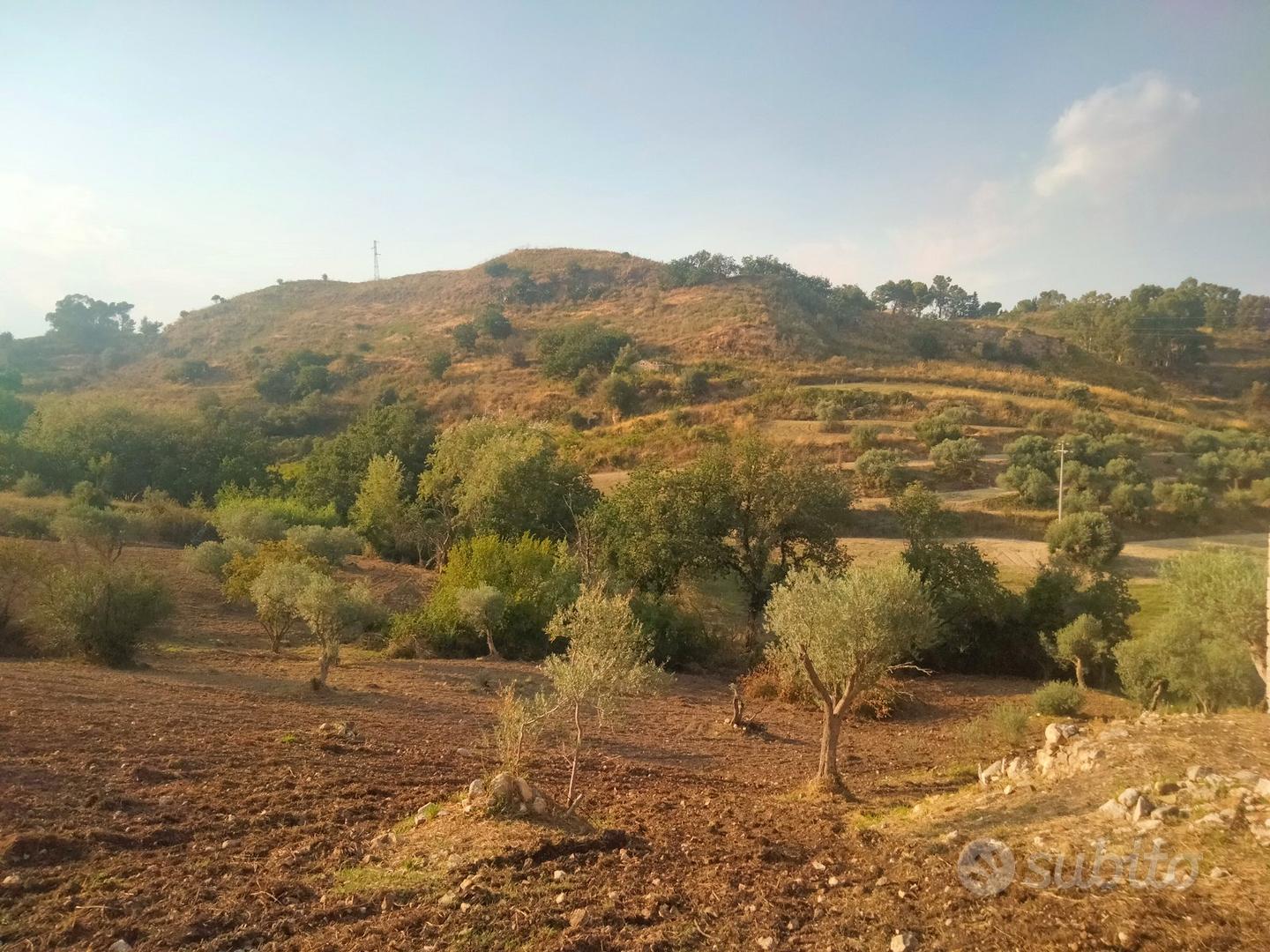 Terreno con piante di olivo e casa rurale - Vista 4