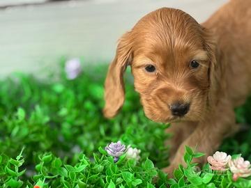 Cocker