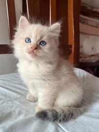 Gatti Siberiani