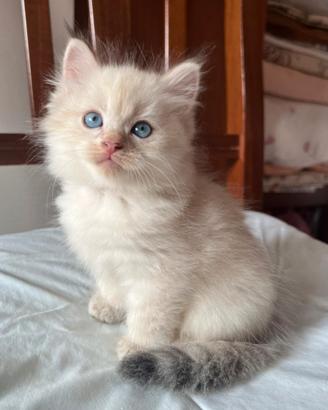 Gatti Siberiani