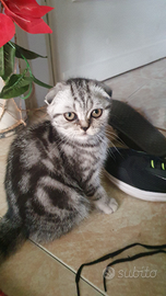 Scottish Fold Silver femmina 500