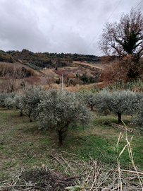 Terreno agricolo