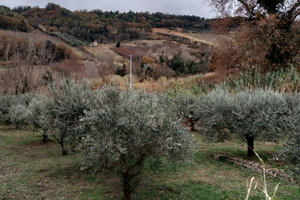 Terreno agricolo