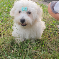 1 Bichon maltese maschietto