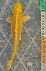 Carpa koi