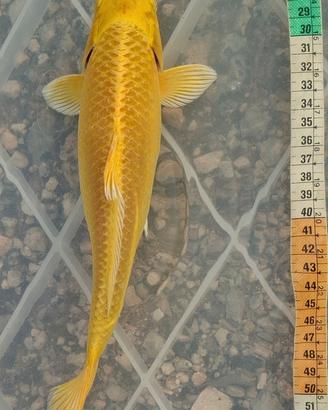 Carpa koi