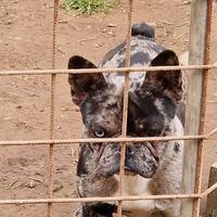 Femmina di bulldog francese, 13 mesi