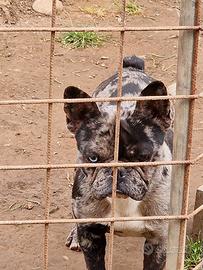 Femmina di bulldog francese, 13 mesi