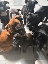 Animali