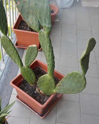 Pianta Fico D'india Siciliano in vaso 40x40