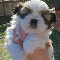 Shih tzu Taglia Piccola
