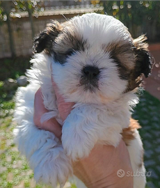 Shih tzu Taglia Piccola