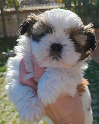 Shih tzu Taglia Piccola