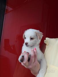 Maltese Mix Femminuccia