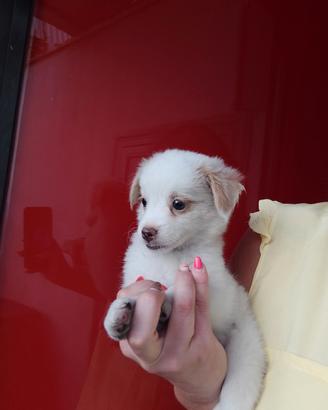 Maltese Mix Femminuccia