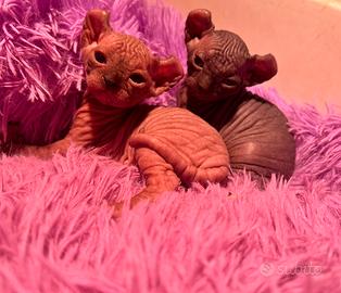 Sphynx ELF rose Point e black