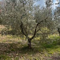 Piante di olivo