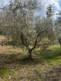 Piante di olivo
