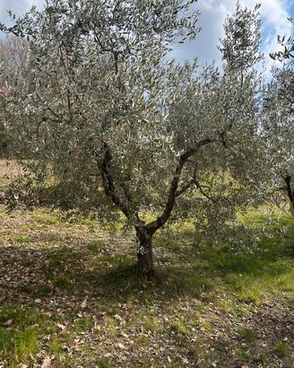 Piante di olivo