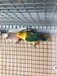 Coppia di Fischer Yellow Face Euwing X Albino