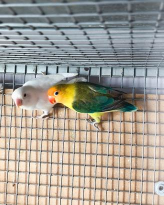 Coppia di Fischer Yellow Face Euwing X Albino