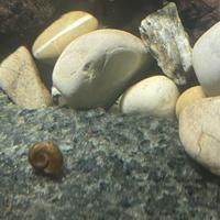 Lumache acquatiche Planorbarius