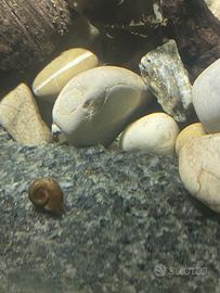 Lumache acquatiche Planorbarius