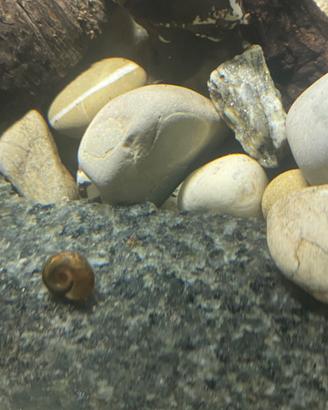 Lumache acquatiche Planorbarius