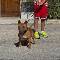 Bull terrier miniature