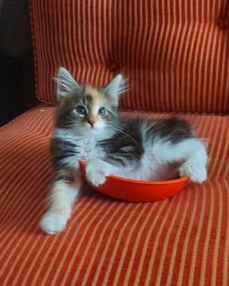 Cuccioli Norvegesi delle foreste con pedigree