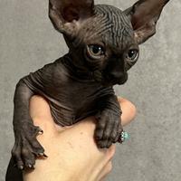 Sphynx